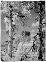 Mesa & Pines